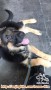 Hibah GSD gratis