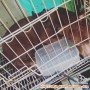 Adopsi pitbull