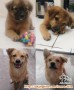 Adopsi anjing Gratis daerah Cengkareng
