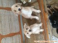 Adopsi 2 toy poodle