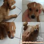 Adopsi betina 3 bulan