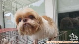 Urgently Required ! Adopter for Female Shih Tzu