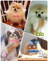 Dicari KENNEL BOY/GIRL dan ASISTEN GROOMER