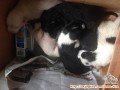 Free Puppy For Adopt