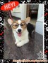 Dicari kennel girl