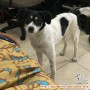 anjing hilang di daerah perumahan taman serua sawangan/depok