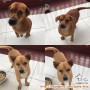Adopsi 2 anjing blasteran “Maltese” dgn “Dachshunds”