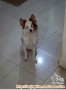 Anjing hilang