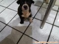 Dicari segera adopter