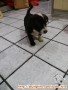 Urgent! Open adopt free for Surabaya dog lovers