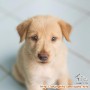 Puppy 2bulan butuh adopter