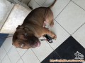 open adopsi anjing pitbull umur 9 bulan, cuma khusus daerah tangerang