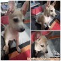 Adopsi anjing jantan 4 bulan