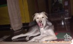 Butuh adopter anjing