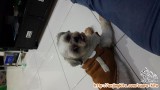 Hibah anjing