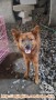Open ADOPT for Surabaya dog Lovers