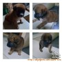 Di cari adopter