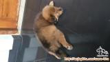 Butuh adopter segera
