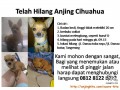 ANJING HILANG CIHUAHUA