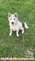 Dicari adopter puppy Husky mix Kintamani