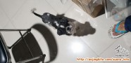 Shih tzu ditemukan di bandung