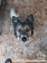 dicari adopter anjing,khusus pecinta anjing