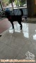 Adopsi