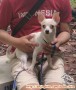 Hibah Chihuahua Jantan 9 Bln