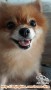 Adopsi Pomeranian