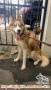 Hibah Anjing HUSKY Jantan untuk dipelihara - JAKARTA