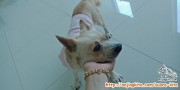 Puppy jantan usia +_ 7bulan