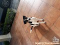 Anjing mix for adoption
