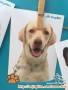 Labrador jantan 3 thn open adopt
