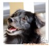 DiCARI ADOPTER UNTUK ANJING MIX 2 EKOR