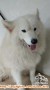 Telah hilang anjing samoyed