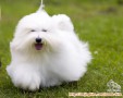 Pengurusan stamboom untuk anjing import