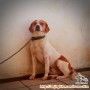 Hiba Beagle Mix