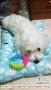 Dicari Adopter Maltese