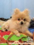 ANJING HILANG