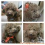 Dicari adopter mini poodle