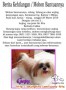 Tolong di bantu .. Shi Tzu kesayangan hilang