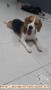 Di cari Adopter Beagle Jantan