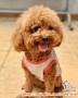 Anjing Poodle Hilang