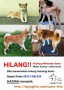 Anjing hilang di sekitar Blok M, Jakarta