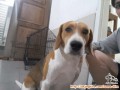 Anjing Hilang - BEAGLE Jantan
