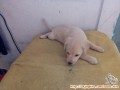 Need adopter asap
