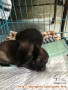 di cari adopter
