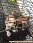 Dicari Adopter Puppy Mix Maltese Jantan
