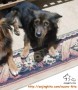 Anjing Hilang di Jurang Mangu (Pondok Aren), jantan, berbulu hitam