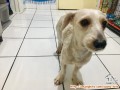 Cari adopter untuk Mickey Mix Maltes